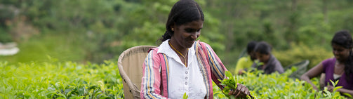 Hand Picked Tea